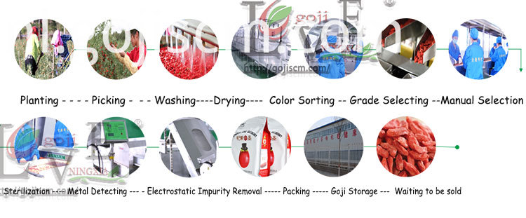 Natuurlijk gecertificeerd GOJI BERRY productieproces Natural Certificated GOJI BERRY production process